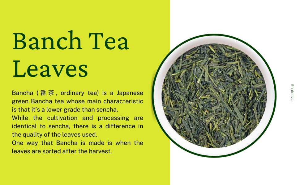 Organic Japanese Bancha Tea, Loose Leaf Green Tea from Kagoshima, Light Taste, Low Caffeine, 1kg, Nateavia