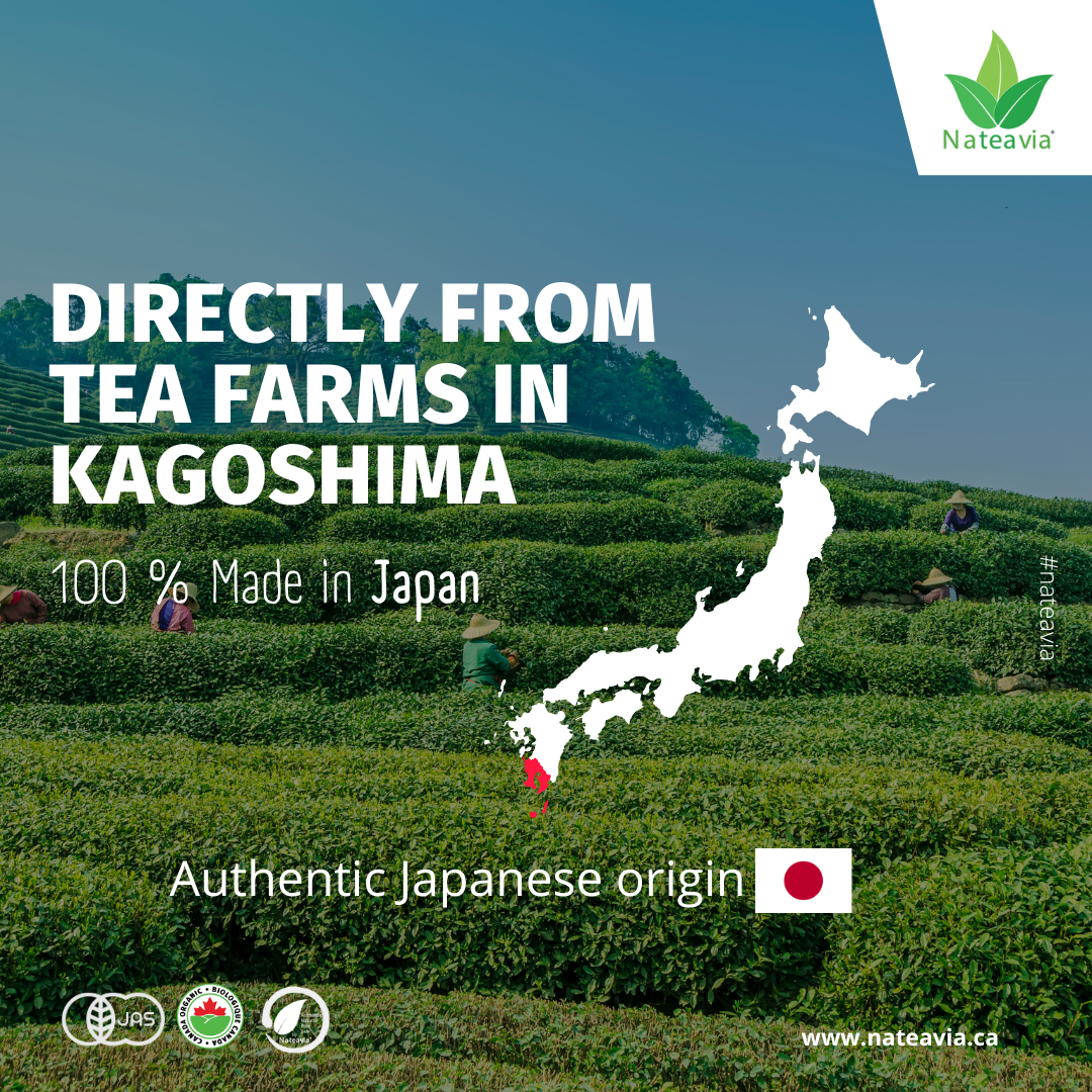 Organic Japanese Bancha Tea, Loose Leaf Green Tea from Kagoshima, Light Taste, Low Caffeine, 1kg, Nateavia